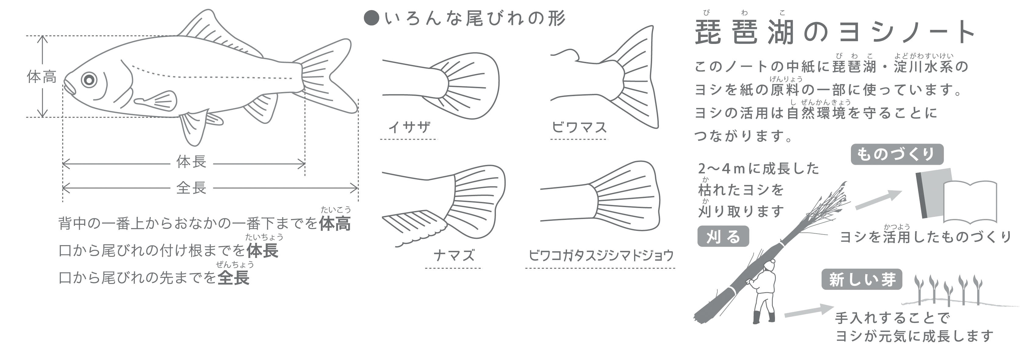 滋賀のお魚ヨシノート を発売 ニュース ニュースルーム コクヨ