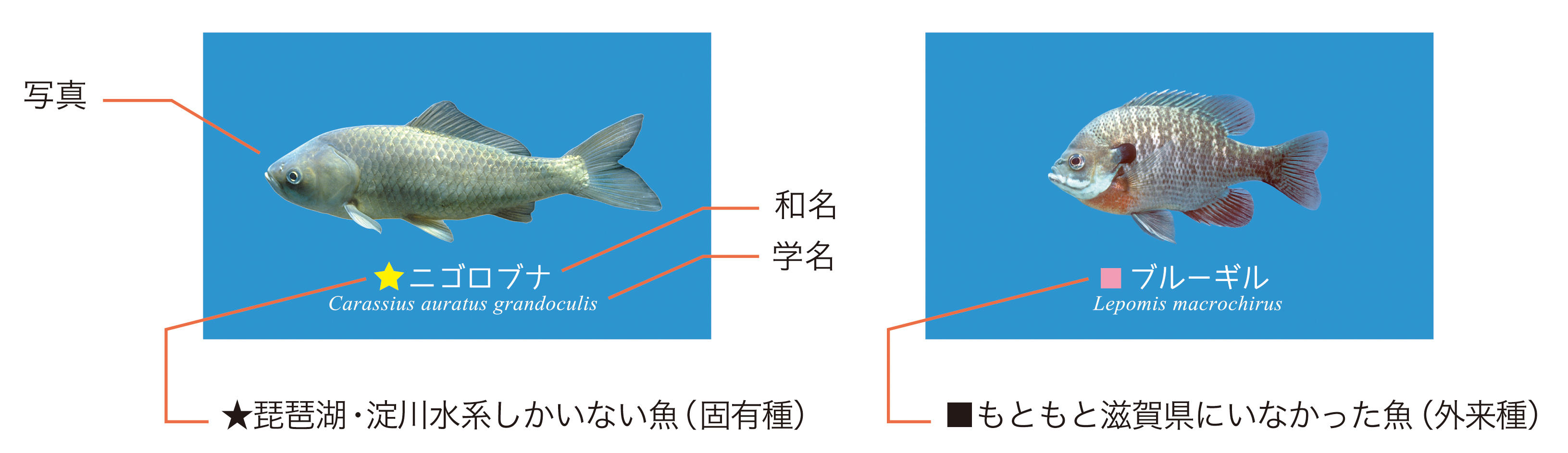 滋賀のお魚ヨシノート を発売 ニュース ニュースルーム コクヨ